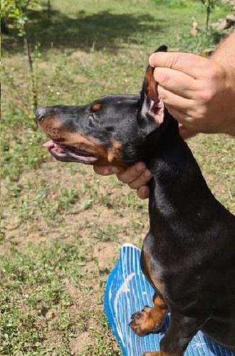 Doberman štenci 