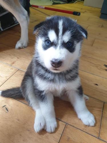 Sibirski husky štenad