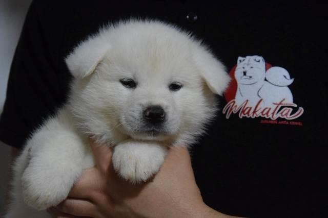 Akita-inu--štenci