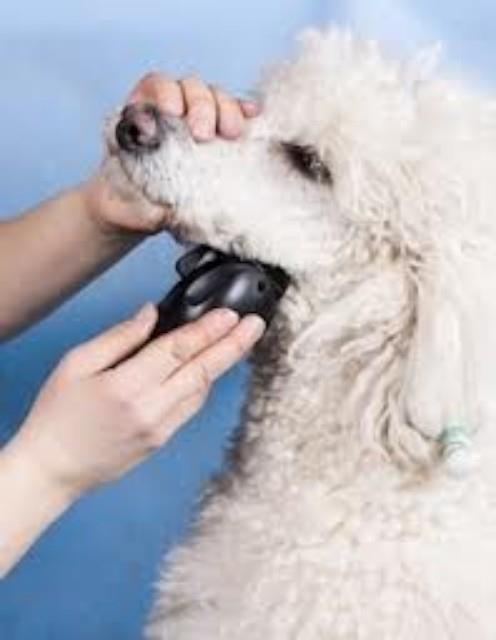 Sisanje-pasa-i-macaka-i-strucni-saveti-veterinara