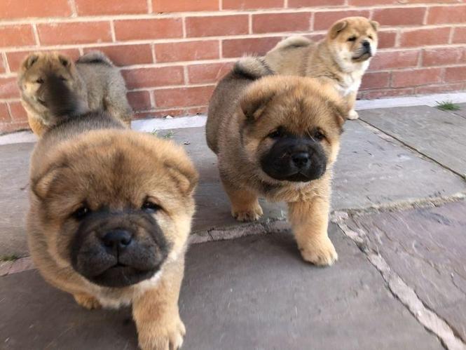 Lijepi psići od chow-chow-a na odobrenje