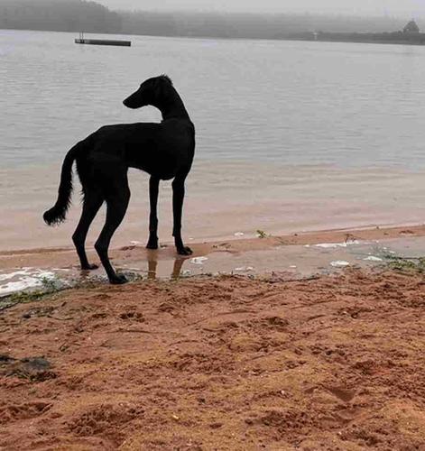 Saluki štenci, jedinstvena prilika