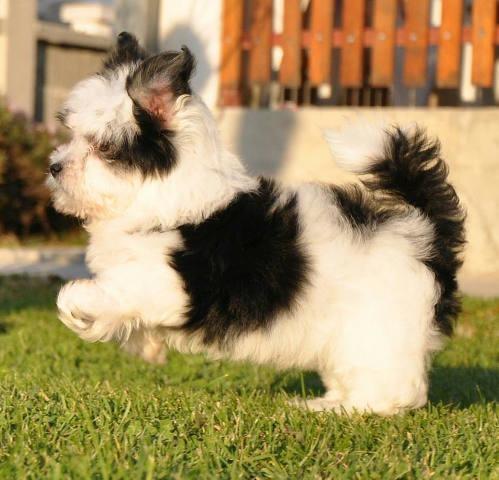 HAVANSKI BICHON - od najtrofejnijih pasa