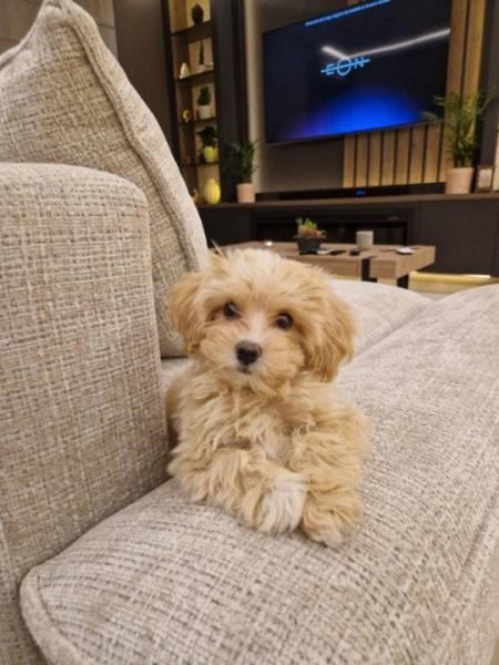 Maltipoo-vrhunske-genetike