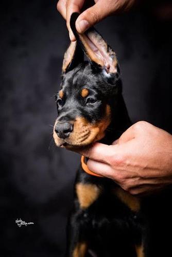 Doberman štenci