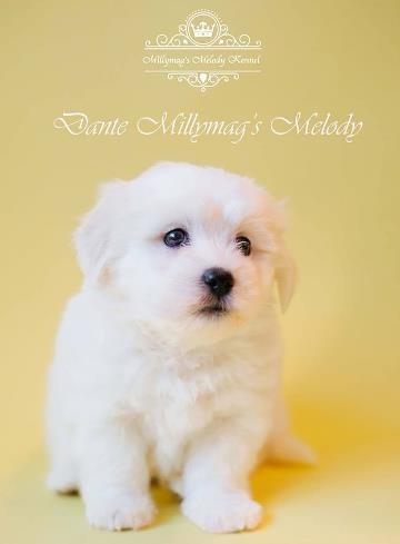 COTON de Tulear stenci