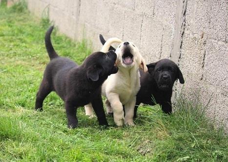 Labradori, stenad