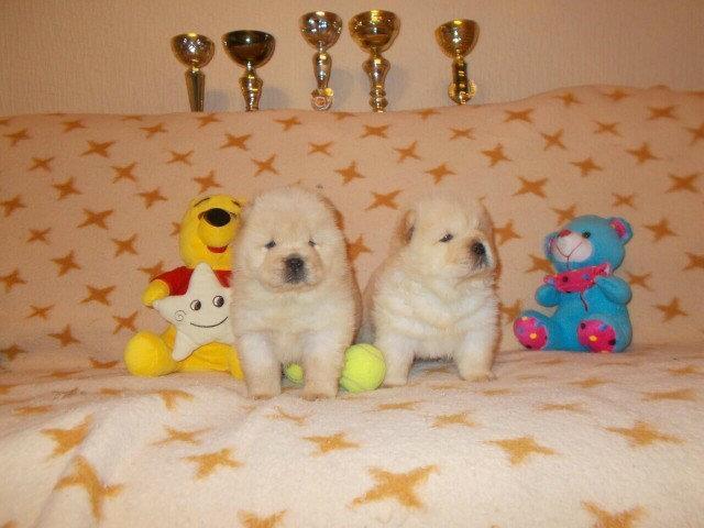 CAU CAU CHOW CHOW stenad sampionskog porekla