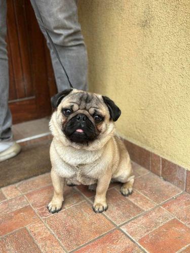 Mops