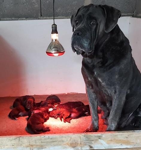 Cane corso štenci