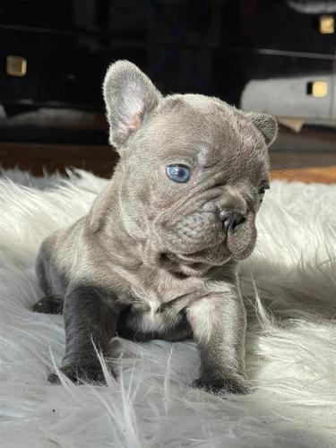 Francuski Buldog
