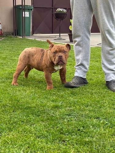 American bully micro size (exotic) stenci