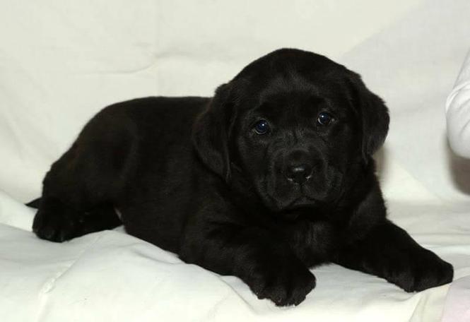 Labrador retriver 