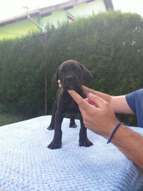 Cane-corso-stenci