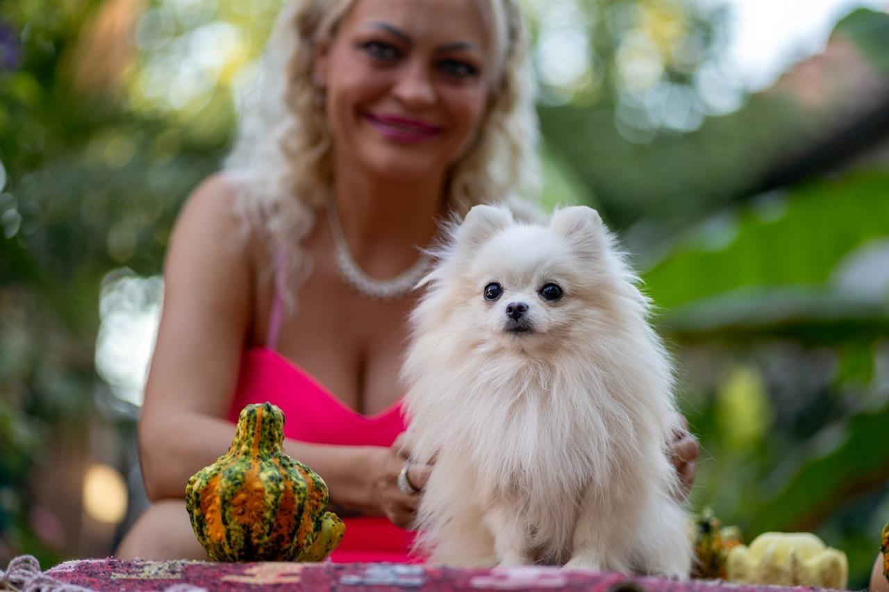 Pomeranac-štenci-