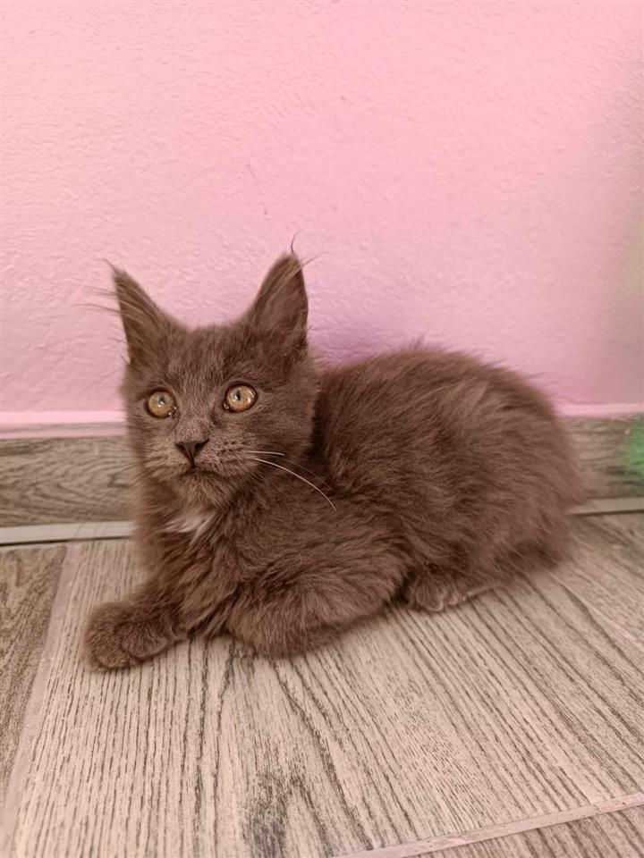 Maine-coon-mačići