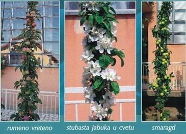 Vocne sadnice i lozni kalemovi