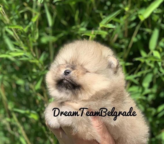 Pomeranac