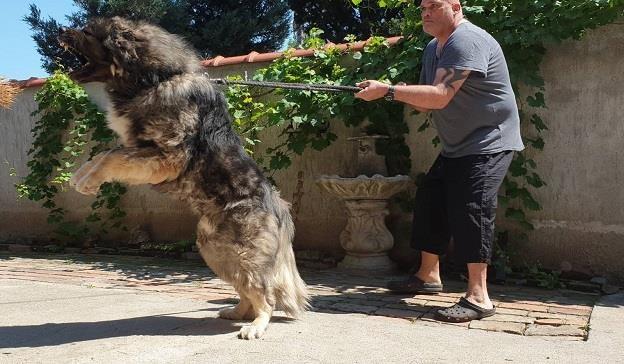 Kavkaski-ovčar--štenci-