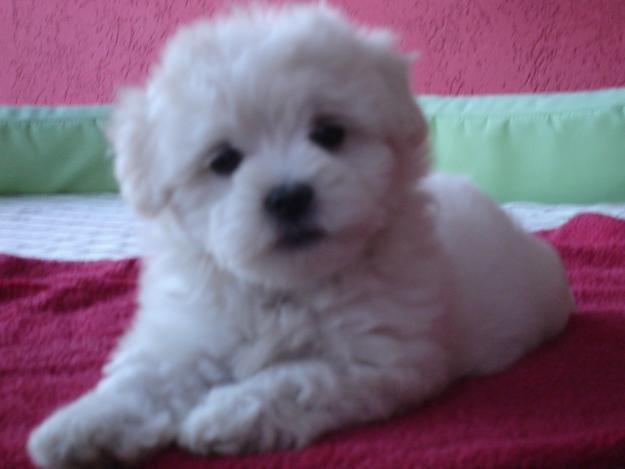 maltezer