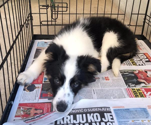 Border koli muško štene 