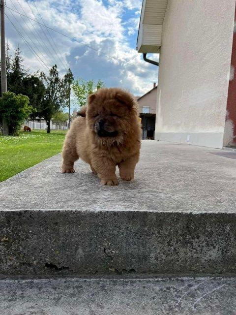 Cau-Cau--Chow-Chow--stenci