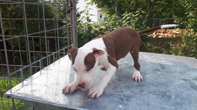 Pitbull red nose štene