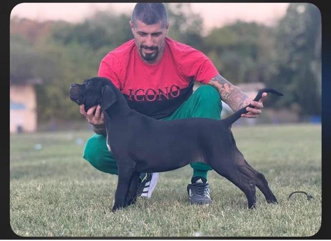 Cane Corso štenci