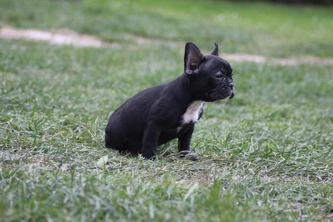 Francuski Buldog