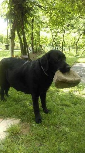 Labrador retriver, štenci 