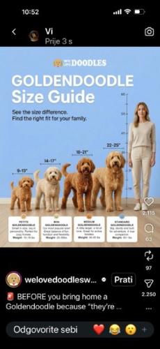 Goldendoodle prelepi štenci