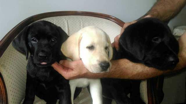 Labrador Retriver, stenci