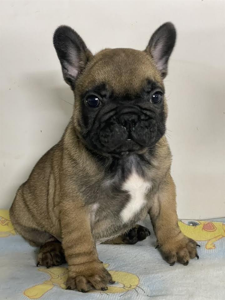 Francuski-buldog--Od-kuce-don-
