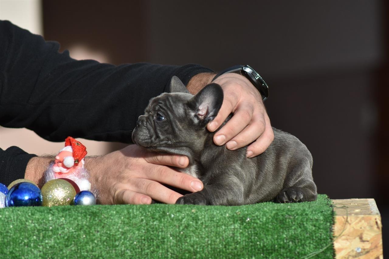 Francuski-buldog-štenci