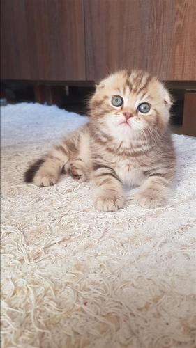 Scottish fold mace