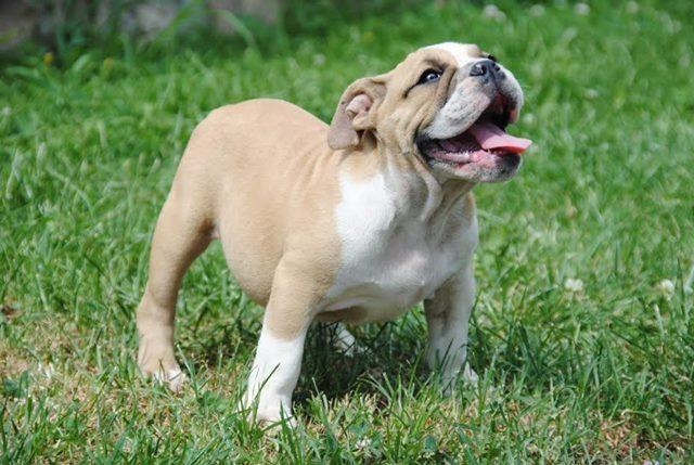 Engleski-buldog-
