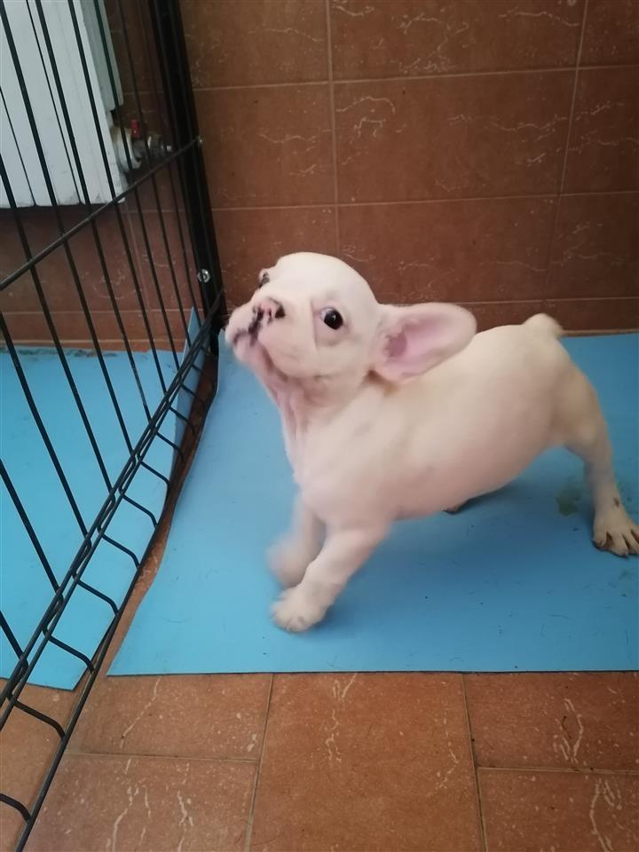 Francuski-buldog