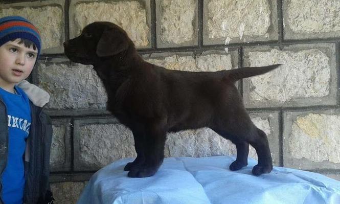 LABRADOR retriver vrhunskog porekla