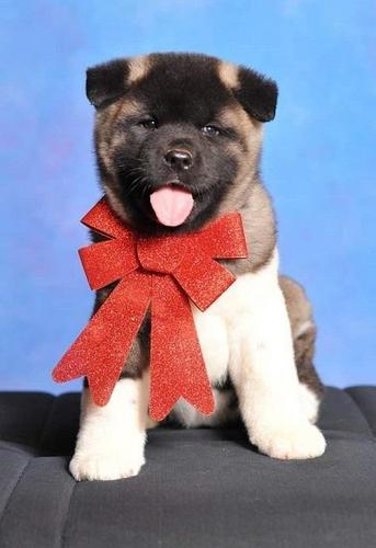 Americka akita stene 