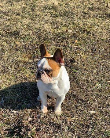Francuski-buldog
