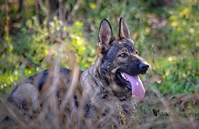 Stenci nemackog ovcara radna linija DDR