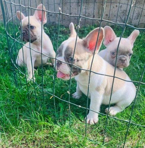 Francuski buldog stenci sa plavim ocima