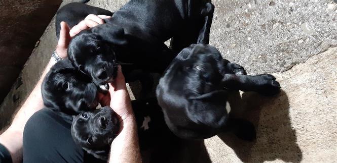 Cane corso stenad