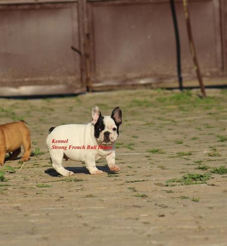 Francuski buldog