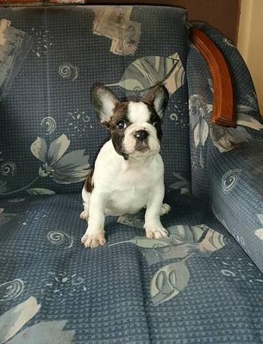 Francuski buldog, zensko stene