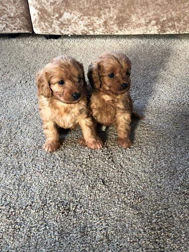 Slatki psići Cavapoo dostupni.