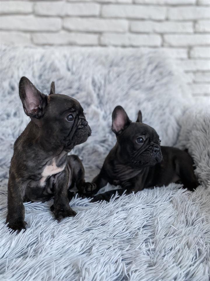 Francuski-buldog-