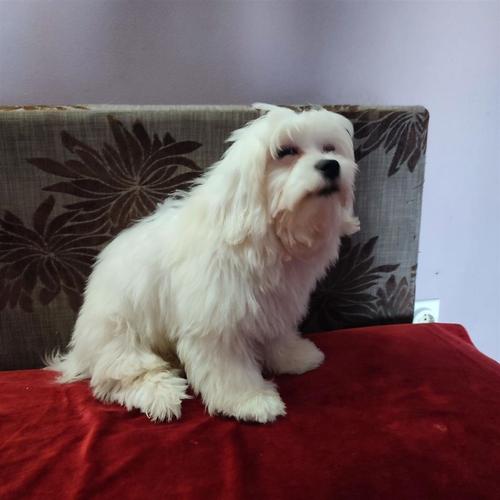 Maltezer 
