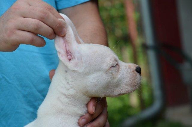Dogo-Argentino--štenci