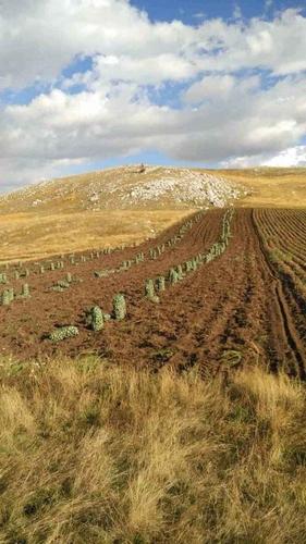 Planinski krompir
